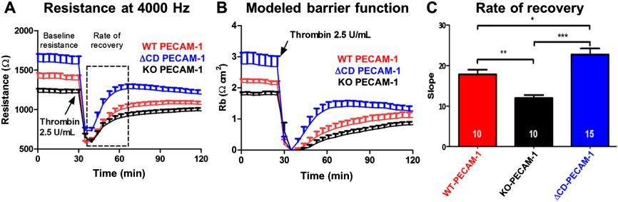 PECAM-1 胞质结构域的缺失可增强屏障恢复功能[4]
