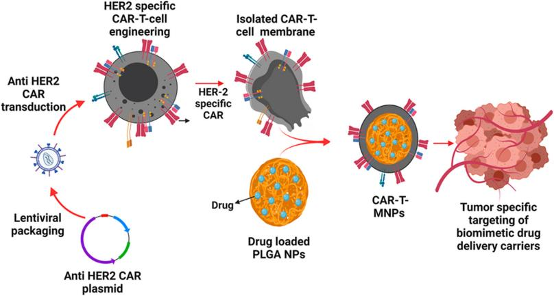 靶向HER2阳性肺癌细胞的抗癌药物递送策略示意图